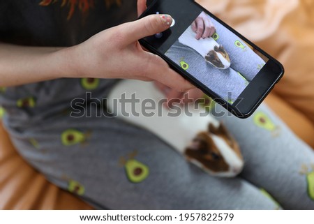 Girl takes pictures on smartphone guinea pig