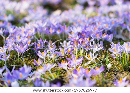 Close-up of blooming purple crocus flowers. Park. Europe. Early spring. Symbol of peace, joy, purity, Easter. Landscaping, gardening, ecotourism, environment. Art, macrophotography, bokeh, background