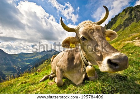 a young cow is on the alpine pastures