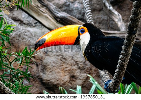 Toucan standing on a rope