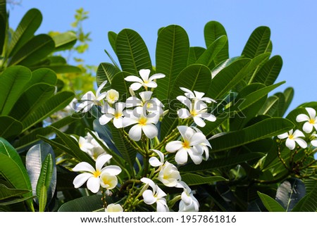 Plumeria tree with flowers and sky