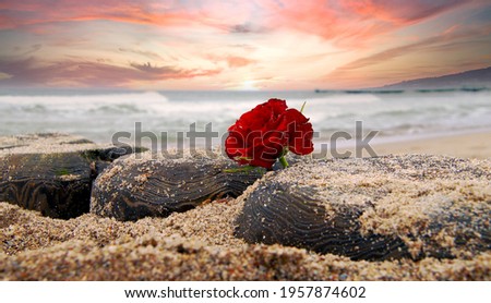 Lonely Red rose flower at beach of Ocean against dramatic sky. Burial at sea concept. symbol of Funeral flower and Covid-19 Mourn during pandemic. Condolence card concept. Copy space for text Royalty-Free Stock Photo #1957874602