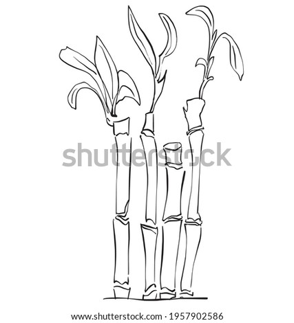 Bamboo plant by hand drawing sketch.  vector illustration. Floral tattoo highly detailed in line art style. Black and white clip art isolated on white background.