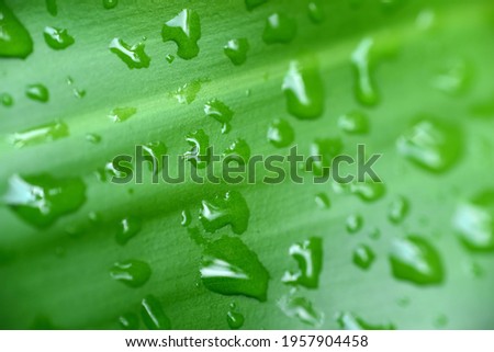 macro of water drop on leaf with space for text. HD Image and Large Resolution. can be used as wallpaper
