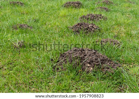Fresh mole mounds (molehills)  on the lawn in the garden or park. Garden pests, damaged grass, urban wildlife