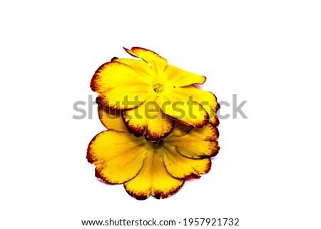 Yellow Primrose Blossoms on white Background 