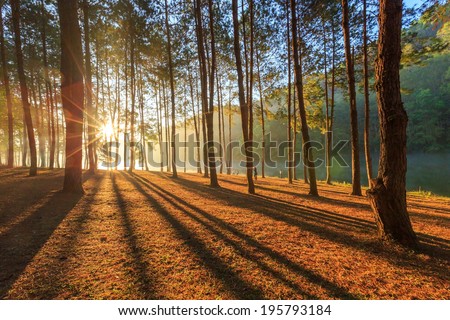 View sunshine summer  forest pipe tree on mountain - The Autumn Deciduous pine Forest on Sunrise  Royalty-Free Stock Photo #195793184