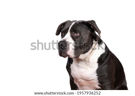 A portrait of the head of a purebred American Bully or Bulldog female with black and white fur isolated on a white background