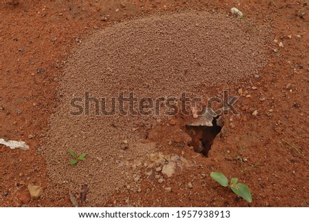 Ant's Hill made from sand on the ground, ant nest soil and sand digging from the ground

