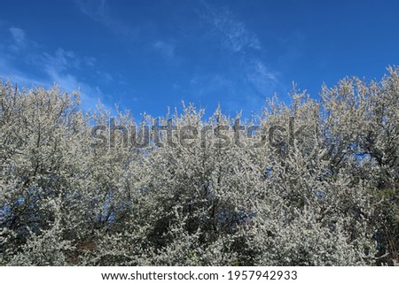 A large mass or number of white flowers on a large Hawthorn bush set against a deep blue sky. Simple minimalist image.  Outdoors on a bright sunlit summer or spring day. 