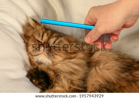 Persian cat looks at the camera. Combing the coat. Hand. Close-u Royalty-Free Stock Photo #1957943929