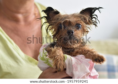 Funny wet dog on woman's lap. Dog takes a bath.