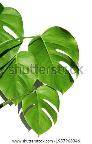 Monstera plant in a white pot on a white isolated background. The concept of minimalism. Monstera deliciosa leaves or Swiss cheese tropical leaf. Daylight, harsh shadows. Close up. vertical