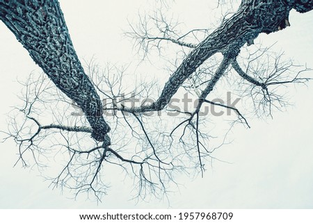 Leafless trees branches against the sky on a foggy day. Bottom up view. Tree crowns. Tall trees. Natural scenery. Black and white photography.