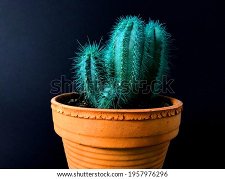 Blue cacti with thorns in an earthen brown pot on a black background. Cactus, pot, black background.