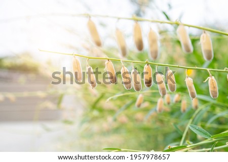 Ripe fruit of sunhemp (Crotalaria juncea) on blurred greenery background in garden, sunlight with copy space. Natural green plants, ecology, fresh wallpaper. Concept nature background