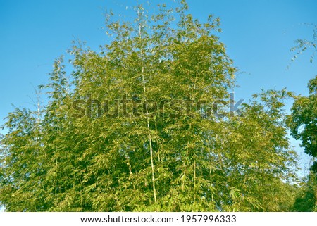 bamboo leaves against the backdrop of the blue sky, copyspace,natural background concept. 
