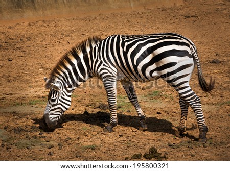 Zebra in the zoo.