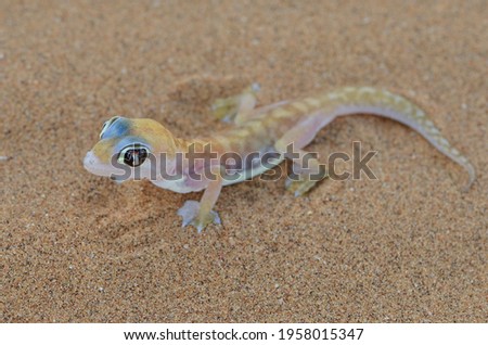 Closeup picture of the Namib sand or Namib web-footed gecko, Pachydactylus (Palmatogecko) rangei (Squamata: Gekkonidae), photographed in the dunes of the Namib desert near Swakopmund.