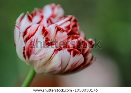 Fresh tulip is blossoming with red and white colors