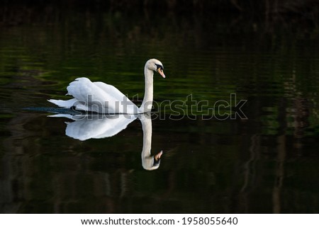 Swan Reflection on the river Teviot, Scottish Borders, United Kingdom