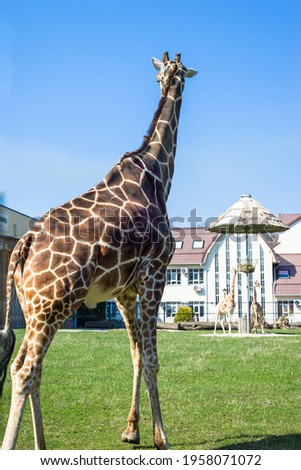 One tall adult giraffe on the zoo lawn