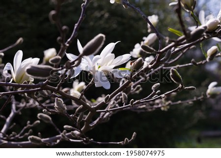blooming magnolia in early spring