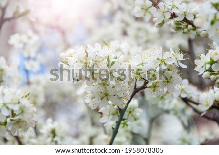 Close up of the spring cherry flowers. Branch with White Blossoming Cherry Flowers and Buds. Selective focus