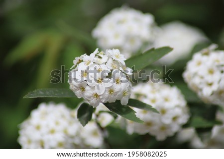 white flowers of spirea wangutta