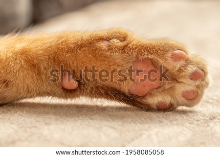 Close-up Pet Blonde Striped Cute Male Cat Portrait
