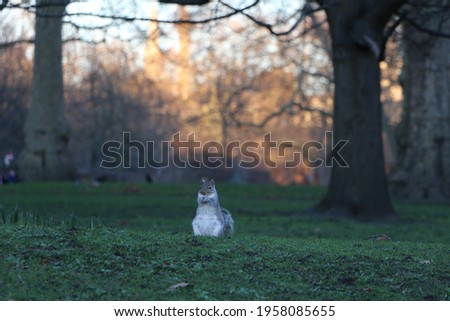 A Squirrel in a park