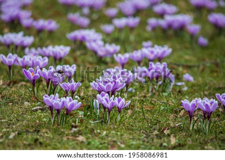 Purple crocus flowers in the early spring in Bernardinai garden of Vilnius, Lithuania. Shallow depth of field, selective focus on one bunch of flowers.
