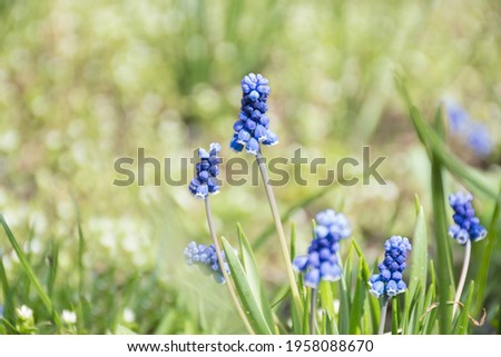 spring fresh background of green grass and lupines flowers. bokeh and soft focus.