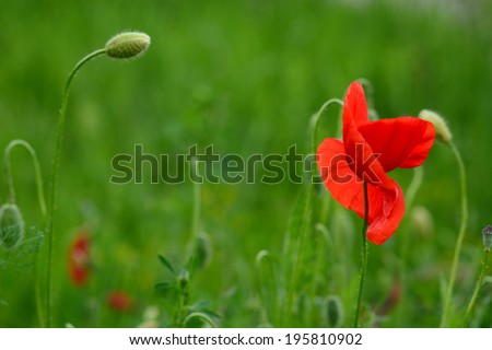 Vibrant red poppy in natural habitat