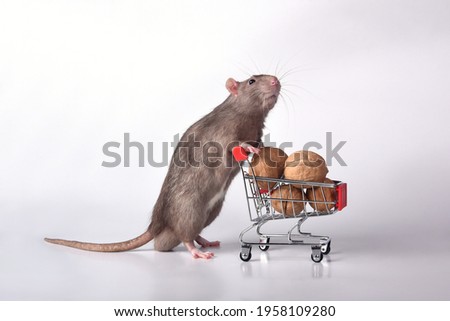 A wild breed rat rolls a supermarket cart with walnuts on a white background in the studio. I go to the supermarket to buy groceries for the stock