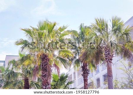 Sabal Palmetto Palm Tree in the Sun