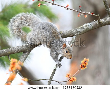 squirrel on the tree branch eating new bud in spring