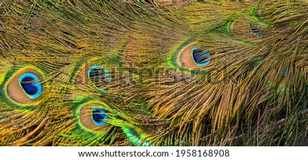 Beautiful texture of peacock feathers close-up. Abstract colorful background of a bird's tail.