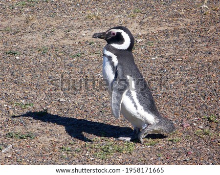 Magellanic penguin, Punta Tombo Peninsula, Chubut Province, Argentina