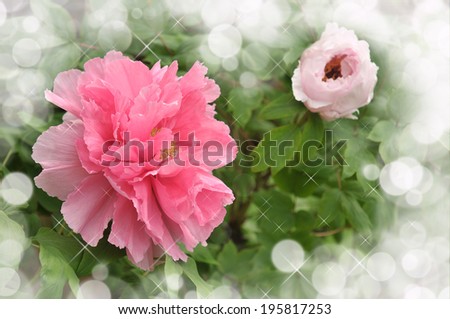 pink peony flower opening its petals in the sunlight 