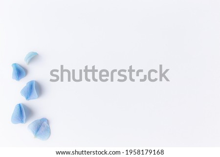 Flat lay with hydrangea or hortensia blue petals, white background