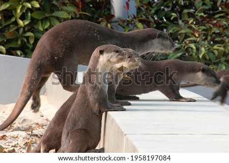 Smooth coated otters and pups in Singapore
