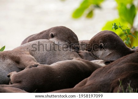 Group of smooth coated otters in Singapore sleeping