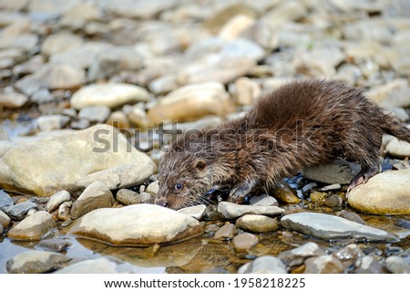 Eurasian river otter baby. Lutra lutra. Wildlife scene