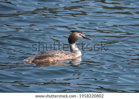 Beautiful Great Crested Grebe (Podiceps cristatus) water bird fishing in early spring