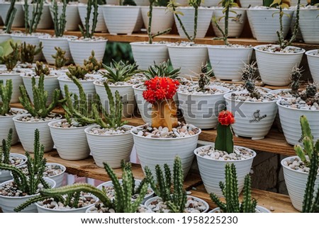 Succulent and cactus in different shape white pots on a wooden rack close up