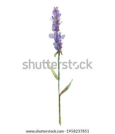 Watercolor illustration of a single sprig of lavender with two leaves