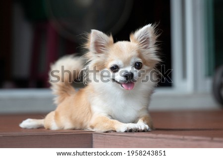 brown chihuahua sitting on floor. small dog in asian house. feeling happy and relax dog. Royalty-Free Stock Photo #1958243851