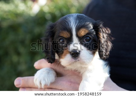 The King Charles Cavalier Spaniel puppy Royalty-Free Stock Photo #1958248159