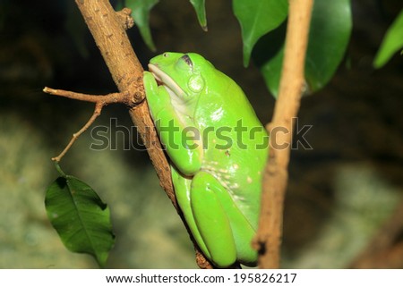 Giant monkey tree frog (Phyllomedusa bicolor)